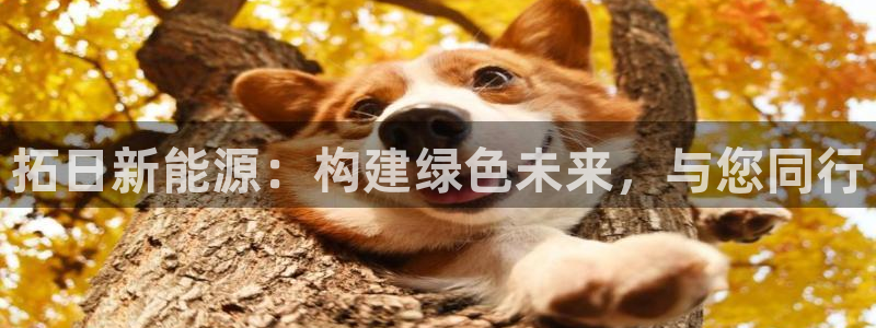sunbet英语翻译